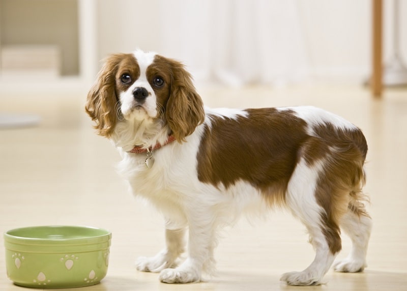 nutrición canina