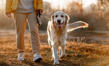 La educación en positivo, la mejora del vínculo entre perros y dueños y la prevención de los problemas de comportamiento son algunos de los temas que abordan estas formaciones.