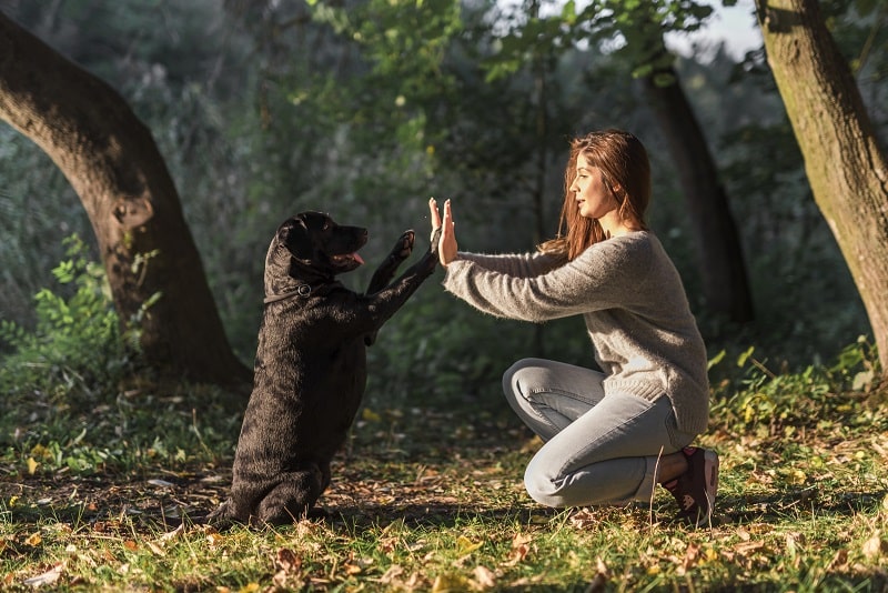 Adiestramiento canino