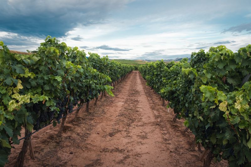 viñedo máster enfocado a la gestión empresarial del sector vitivinícola