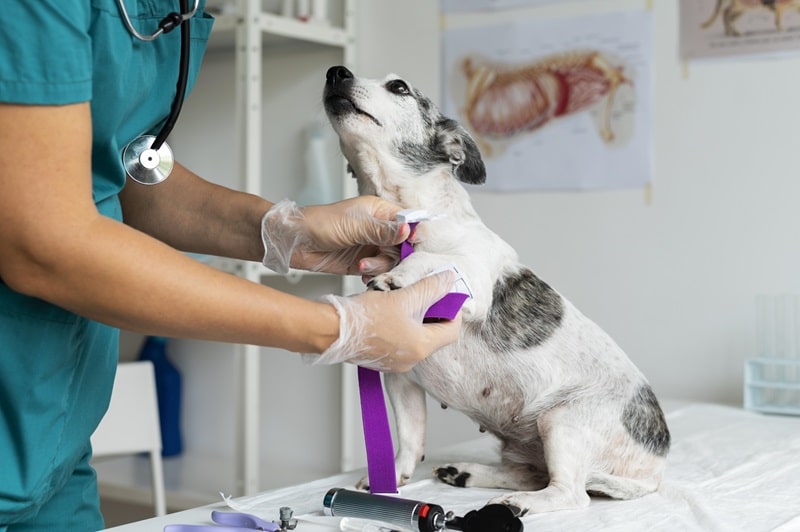 trabajar con animales 