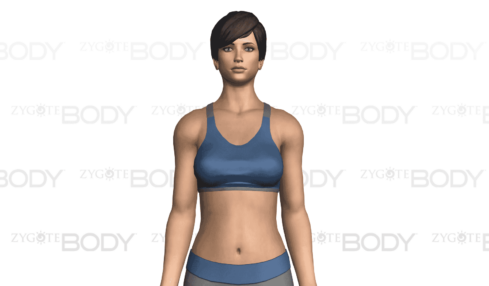 Cropped Google Body Browser
