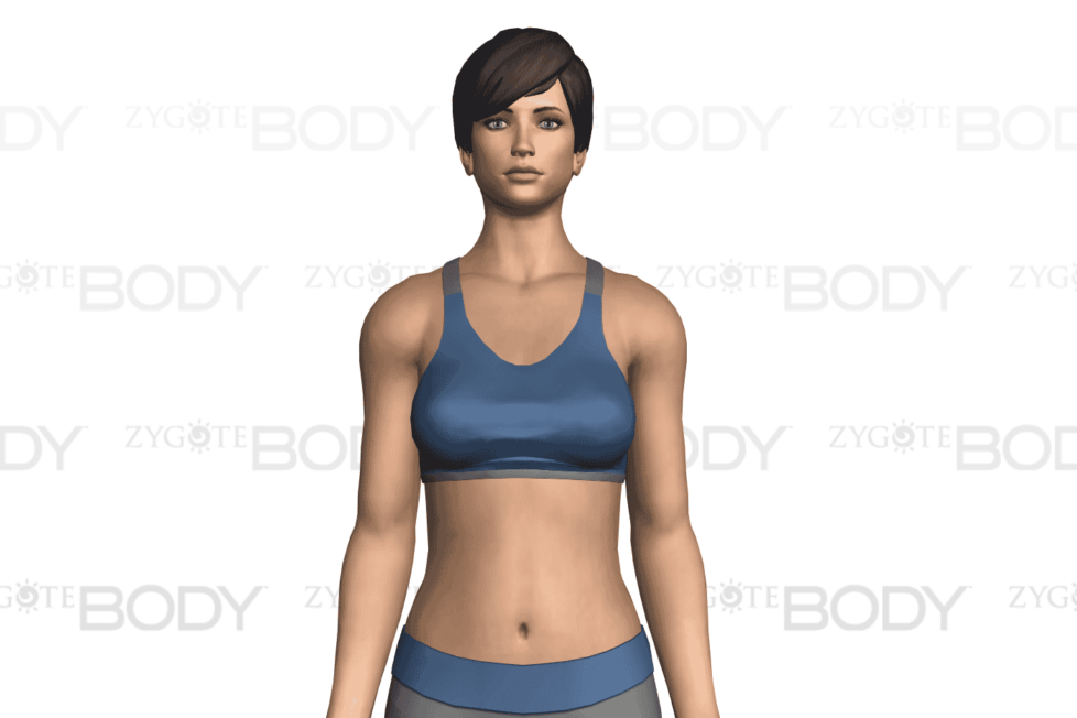 Cropped Google Body Browser
