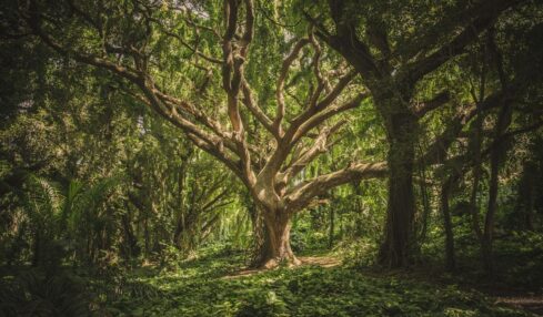 Árbol Genealógico