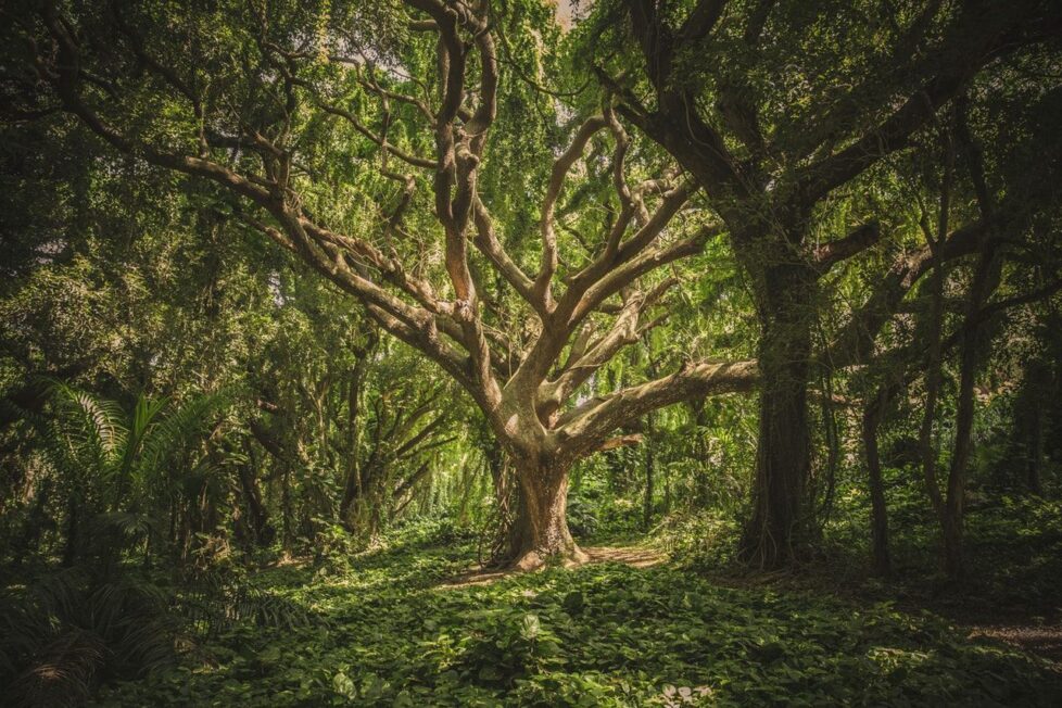 Árbol Genealógico