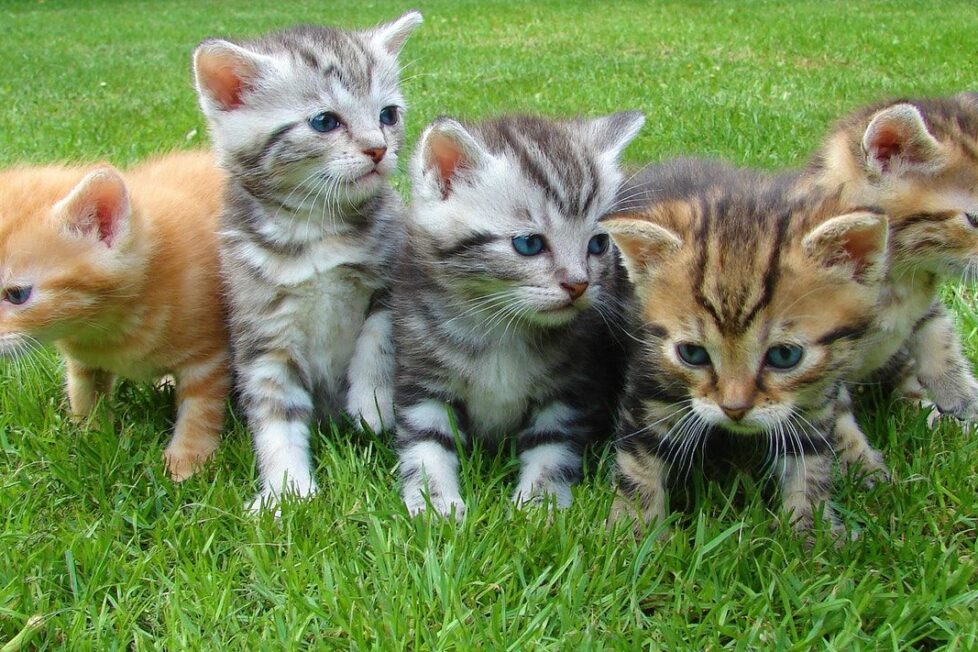 Animales
