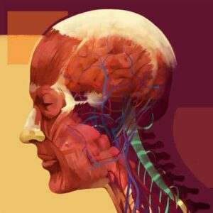 Icon_Anatomy