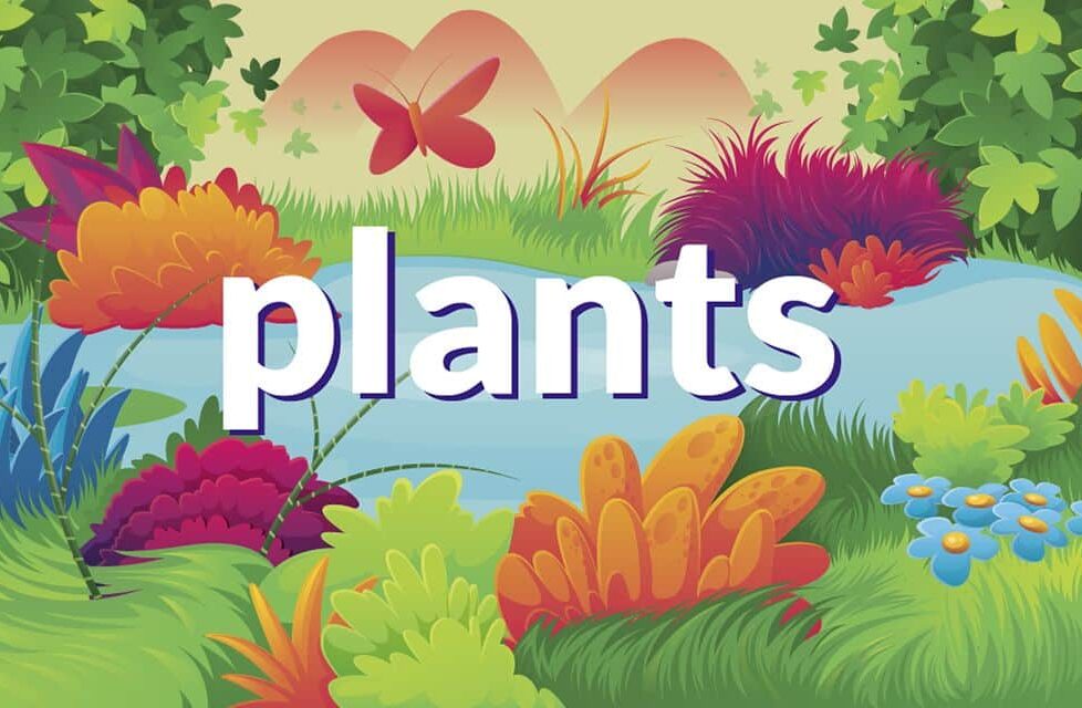 App Plants: ¿Y Si Plantaras En Clase Un Girasol O Un Manzano? 1
