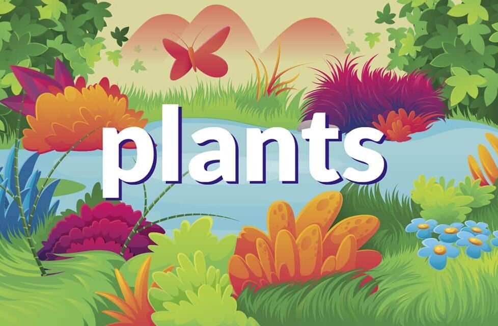 App Plants: ¿Y si plantaras en clase un girasol o un manzano?