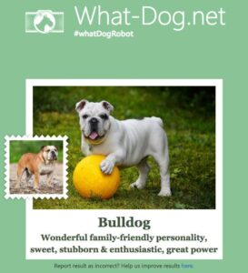 What Dog: bulldog