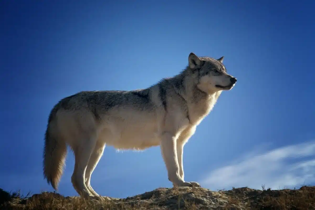 11 recursos para aprender sobre los animales Animales