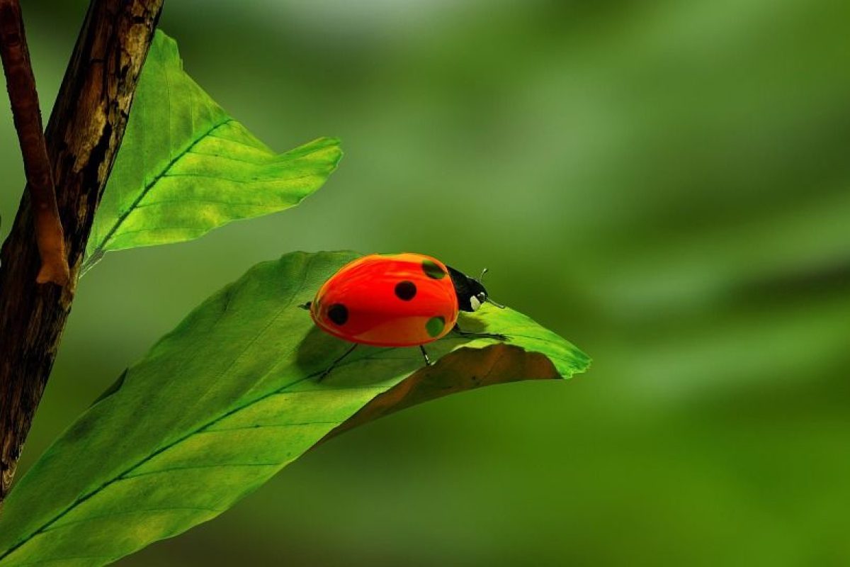 ¿Alumnos con ‘déficit’ de naturaleza? Por José Sánchez ¿Alumnos con ‘déficit’ de naturaleza? Por José Sánchez 2
