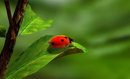 ¿Alumnos con ‘déficit’ de naturaleza? Por José Sánchez 2