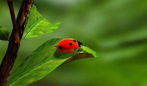 ¿Alumnos Con ‘Déficit’ De Naturaleza? Por José Sánchez 2