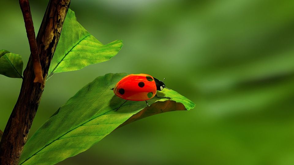 ¿Alumnos Con ‘Déficit’ De Naturaleza? Por José Sánchez 2