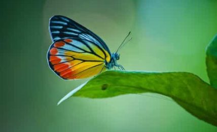 Metamorfosis, un juego para el aprendizaje a través del movimiento 2