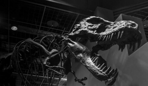 10 apps educativas sobre el mundo de los dinosaurios 6