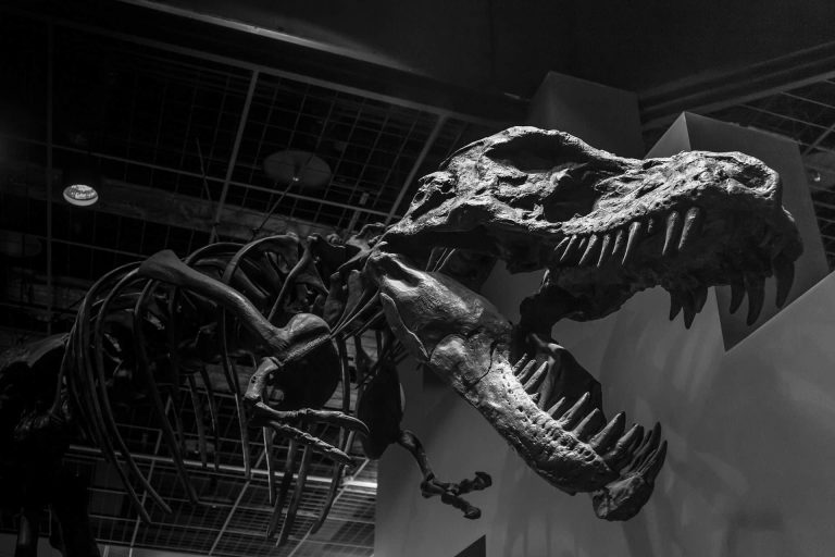 10 apps educativas sobre el mundo de los dinosaurios 6