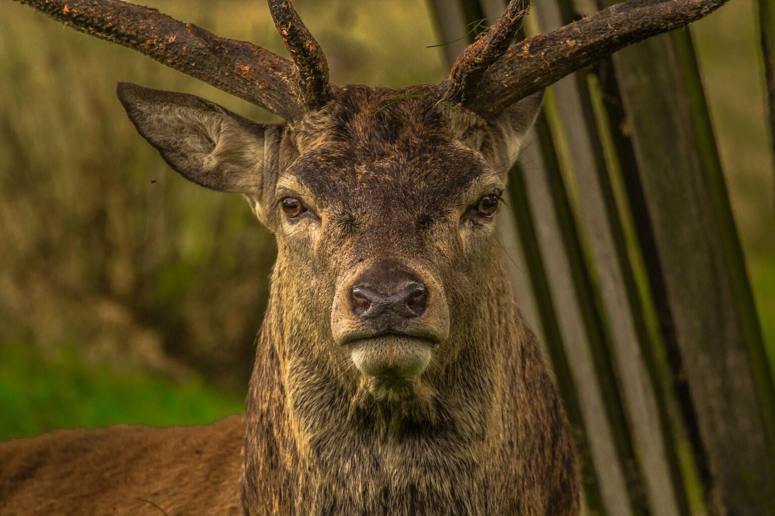TED-Ed Lessons sobre animales para entender mejor la naturaleza