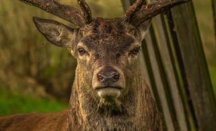 TED-Ed Lessons sobre animales para entender mejor la naturaleza