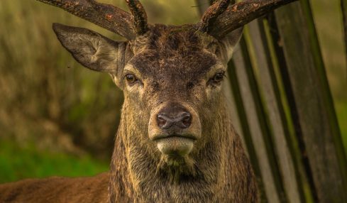 TED-Ed Lessons sobre animales para entender mejor la naturaleza