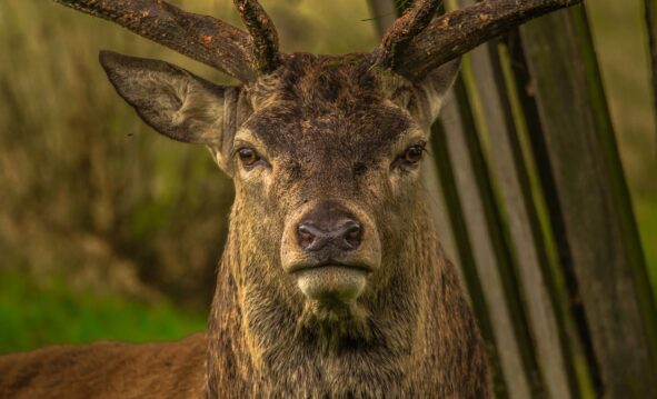 Ted-Ed Lessons Sobre Animales Para Entender Mejor La Naturaleza