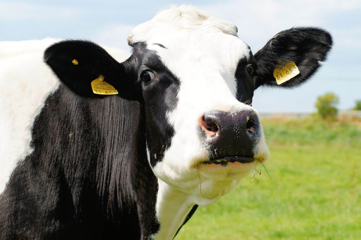 'Matar a la vaca'. Una fábula del sistema educativo. Por Pablo J. Díaz Tenza 2