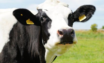 'Matar a la vaca'. Una fábula del sistema educativo. Por Pablo J. Díaz Tenza 2