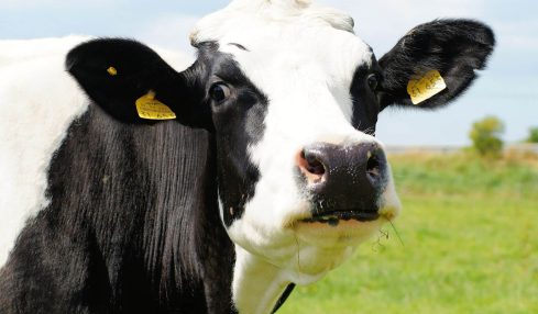 'Matar A La Vaca'. Una Fábula Del Sistema Educativo. Por Pablo J. Díaz Tenza 2