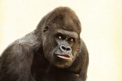 'El mono sabio', una dinámica grupal para desarrollar la atención 1