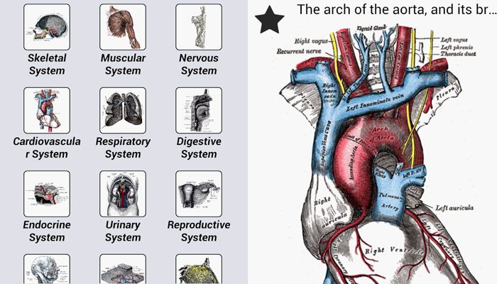 el cuerpo humano anatomía de grey