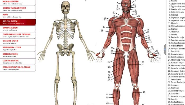 el cuerpo humano apps