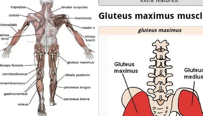 el cuerpo humano Human Anatomy