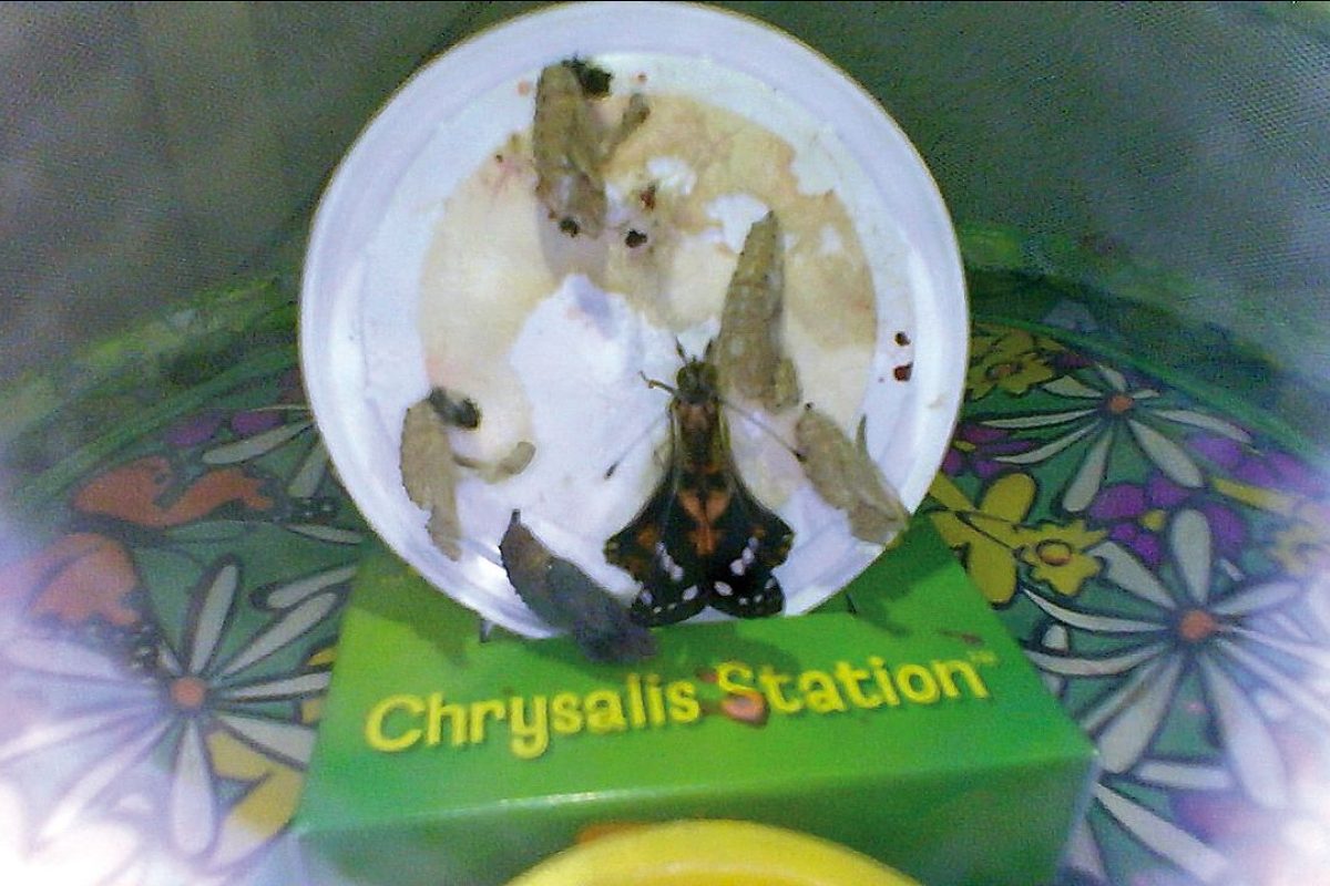 ¿Vemos nacer una mariposa? 1