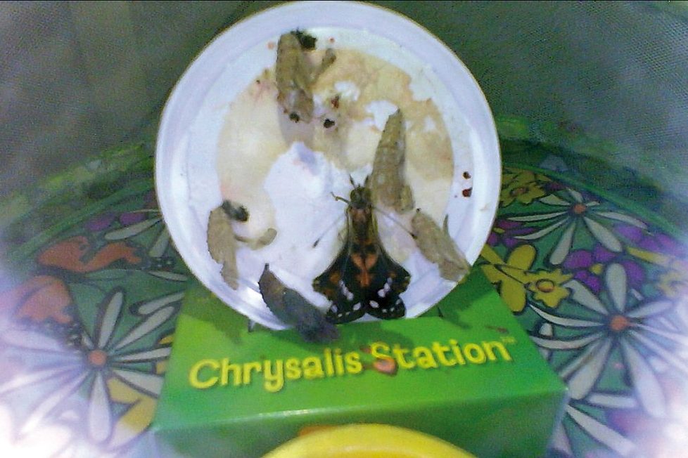 ¿Vemos nacer una mariposa? 1