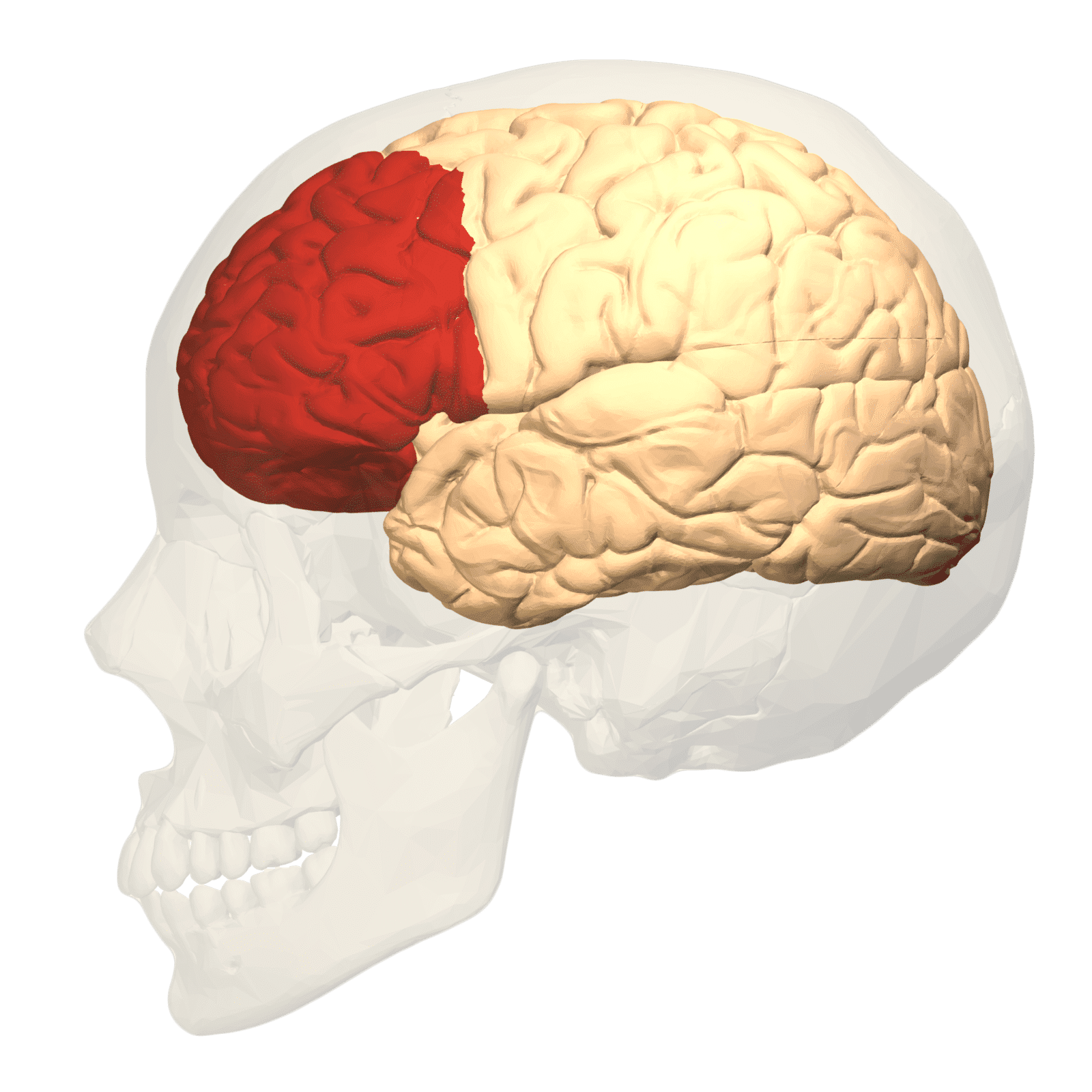 Corteza prefrontal
