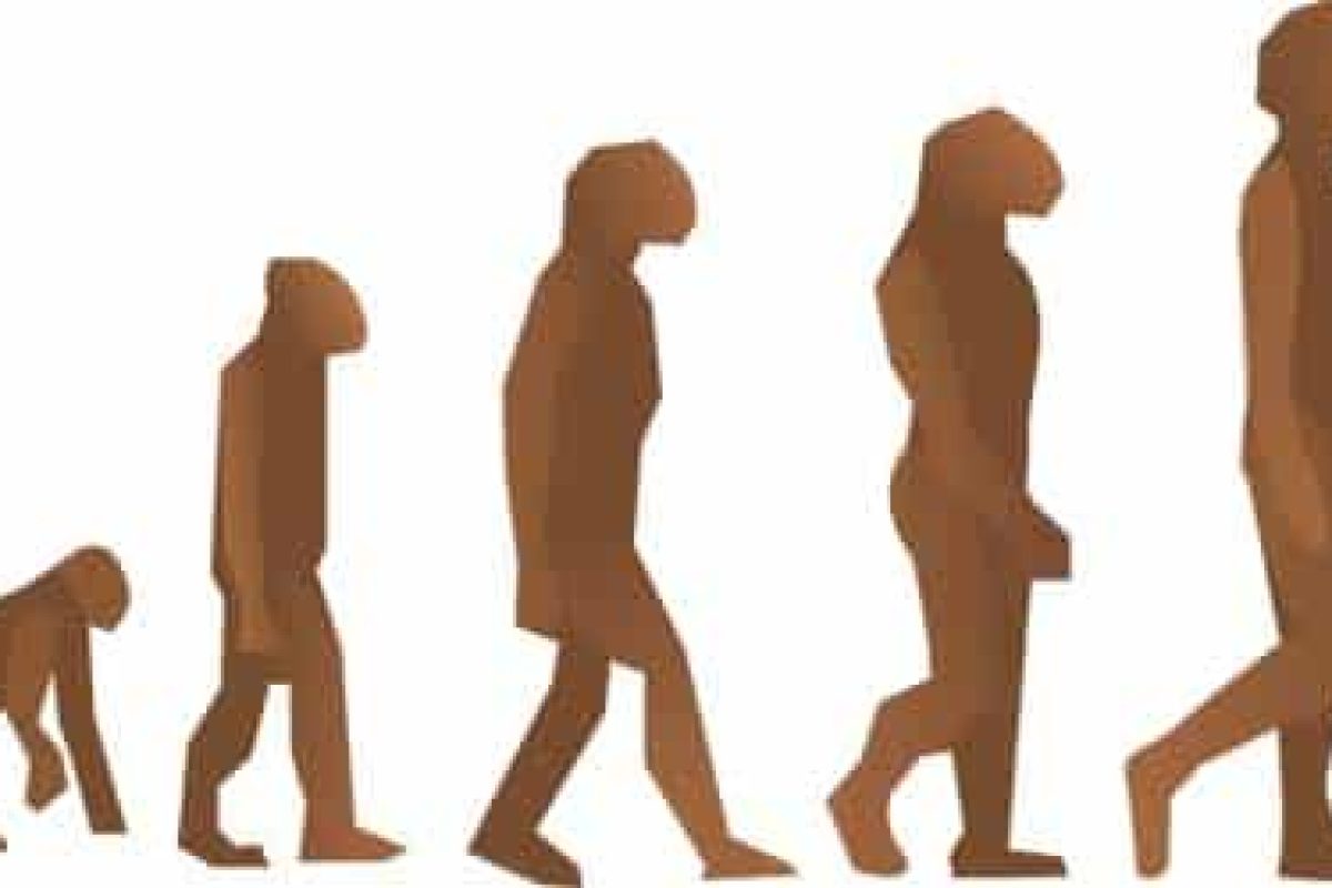 ‘¿Venimos del mono?’, un proyecto que estudia la evolución humana en Primaria ‘¿Venimos del mono?’, un proyecto que estudia la evolución humana en Primaria 1