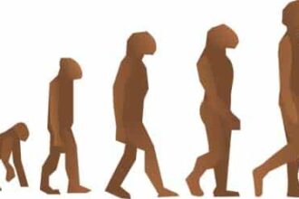 ‘¿Venimos del mono?’, un proyecto que estudia la evolución humana en Primaria 1