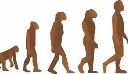 ‘¿Venimos Del Mono?’, Un Proyecto Que Estudia La Evolución Humana En Primaria 1