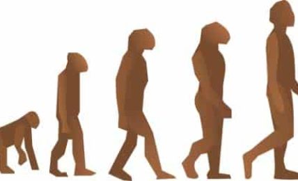 ‘¿Venimos del mono?’, un proyecto que estudia la evolución humana en Primaria 1