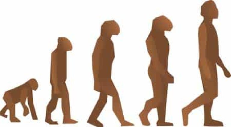 ‘¿Venimos del mono?’, un proyecto que estudia la evolución humana en Primaria 1