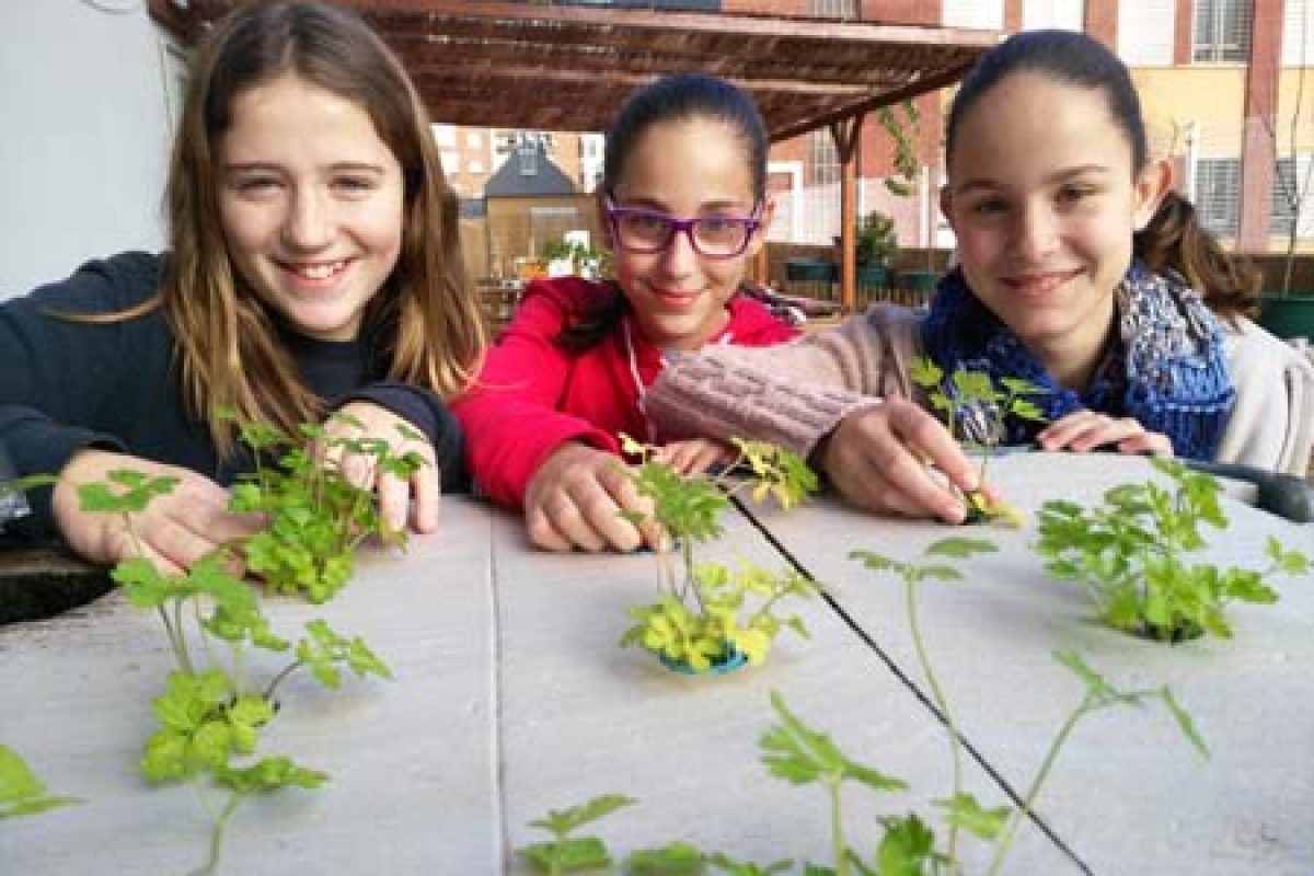 Cuando los peces alimentan a las plantas: un proyecto escolar de aquaponia Cuando los peces alimentan a las plantas: un proyecto escolar de aquaponia 1