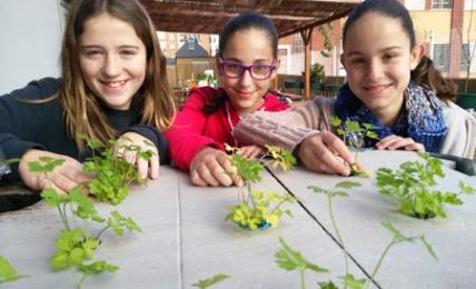 Cuando los peces alimentan a las plantas: un proyecto escolar de aquaponia 1