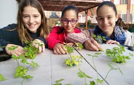 Cuando Los Peces Alimentan A Las Plantas: Un Proyecto Escolar De Aquaponia 1