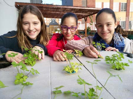 Cuando Los Peces Alimentan A Las Plantas: Un Proyecto Escolar De Aquaponia 1