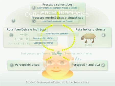 conciencia fonologica