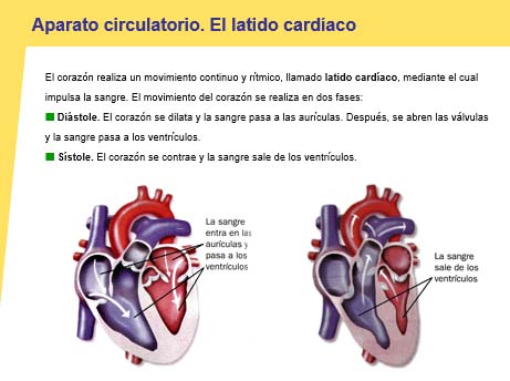 El cuerpo humano en Primaria