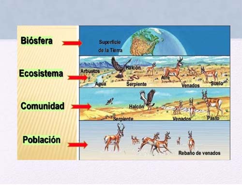 La dinámica de los ecosistemas en biología, actividades para bachillerato