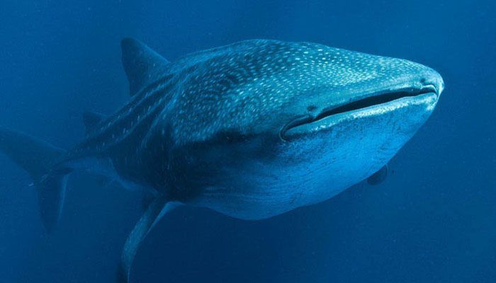 Océanos documentales Ciencias Naturales