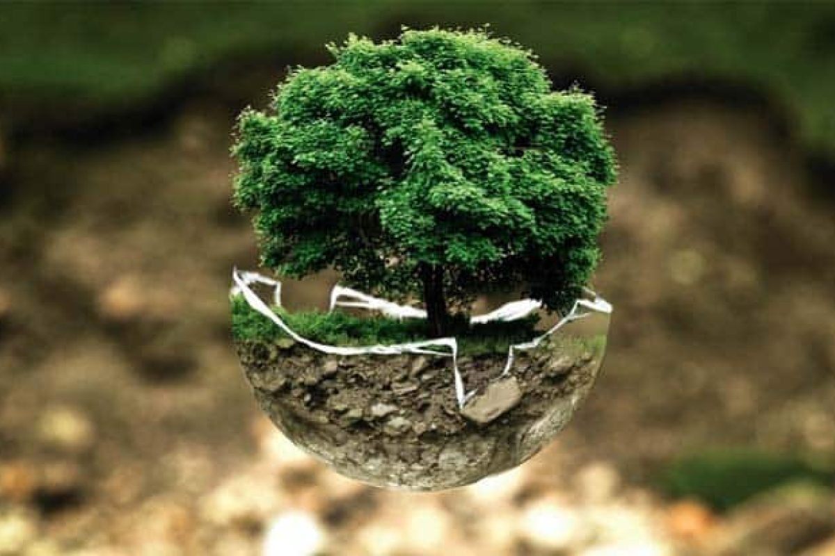 ¡Celebra el Día Mundial de la Educación Medioambiental! Educación Medioambiental
